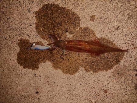 いつもの小さな漁港で